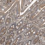 PRRT3 Antibody in Immunohistochemistry (Paraffin) (IHC (P))