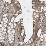 PRRT3 Antibody in Immunohistochemistry (Paraffin) (IHC (P))