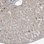 PRRT3 Antibody in Immunohistochemistry (Paraffin) (IHC (P))