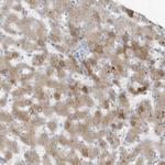 Fetuin B Polyclonal Antibody