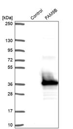 FAM9B Antibody in Western Blot (WB)