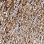 RPL34 Antibody in Immunohistochemistry (Paraffin) (IHC (P))