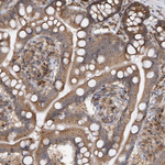 RPL34 Antibody in Immunohistochemistry (Paraffin) (IHC (P))