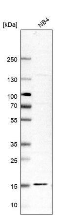 RPL34 Antibody in Western Blot (WB)