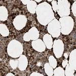 STAC Polyclonal Antibody