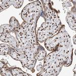 ZNF792 Antibody in Immunohistochemistry (Paraffin) (IHC (P))