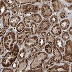 ZFAND2B Antibody in Immunohistochemistry (Paraffin) (IHC (P))