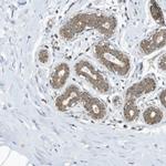 METTL6 Antibody in Immunohistochemistry (IHC)