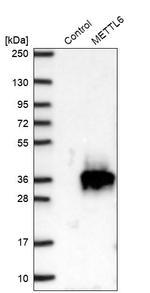 METTL6 Antibody in Western Blot (WB)