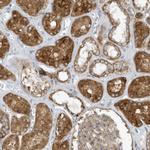SLC38A2 Antibody in Immunohistochemistry (Paraffin) (IHC (P))