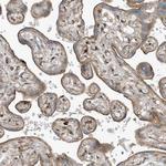 SLC38A2 Polyclonal Antibody