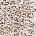 TMEM87B Antibody in Immunohistochemistry (Paraffin) (IHC (P))