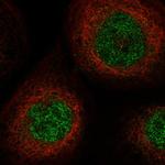 SLC25A43 Antibody in Immunocytochemistry (ICC/IF)
