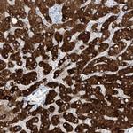 SLC25A43 Antibody in Immunohistochemistry (Paraffin) (IHC (P))