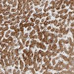 PCYOX1 Polyclonal Antibody