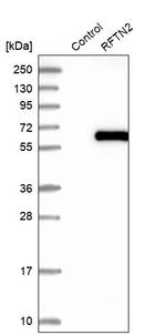 RFTN2 Antibody in Western Blot (WB)