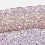 GRASP55 Antibody in Immunohistochemistry (IHC)