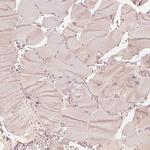 GRASP55 Antibody in Immunohistochemistry (IHC)