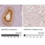 GRASP55 Antibody