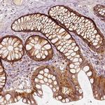 GRASP55 Antibody in Immunohistochemistry (Paraffin) (IHC (P))