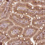 GRASP55 Antibody in Immunohistochemistry (IHC)