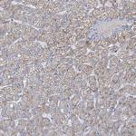 CCDC14 Antibody in Immunohistochemistry (Paraffin) (IHC (P))