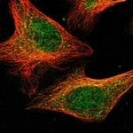 DPH3 Polyclonal Antibody