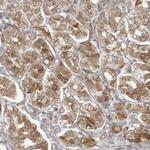 MAGIX Polyclonal Antibody