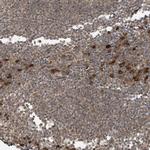 STX10 Polyclonal Antibody