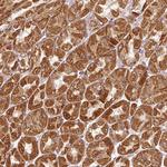 EFHC1 Antibody in Immunohistochemistry (Paraffin) (IHC (P))