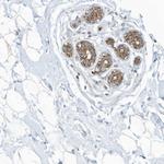 SCGB1D2 Antibody in Immunohistochemistry (Paraffin) (IHC (P))