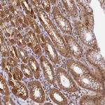 WDR92 Antibody in Immunohistochemistry (Paraffin) (IHC (P))