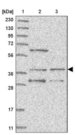 WDR92 Antibody in Western Blot (WB)