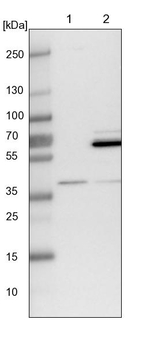 WDR92 Antibody in Western Blot (WB)