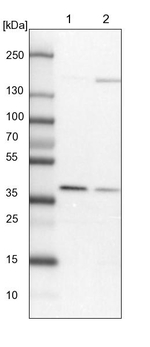 WDR92 Antibody in Western Blot (WB)