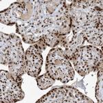 PPIL2 Antibody in Immunohistochemistry (Paraffin) (IHC (P))
