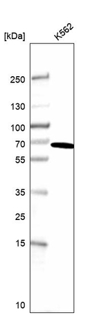 PPIL2 Antibody in Western Blot (WB)