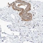 proCNP Antibody in Immunohistochemistry (IHC)