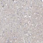 proCNP Antibody in Immunohistochemistry (IHC)