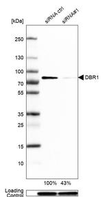 DBR1 Antibody
