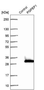 PGPEP1 Antibody in Western Blot (WB)