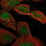 ERI2 Antibody in Immunocytochemistry (ICC/IF)