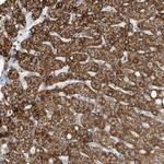 ERI2 Antibody in Immunohistochemistry (Paraffin) (IHC (P))