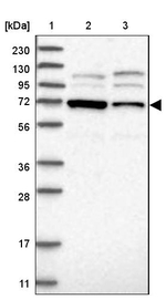 ERI2 Antibody in Western Blot (WB)