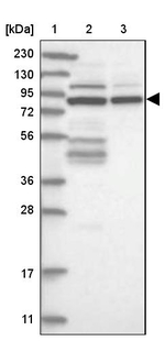 SOGA3 Antibody in Western Blot (WB)
