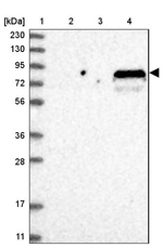 SOGA3 Antibody in Western Blot (WB)