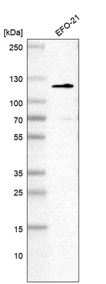 DHX36 Antibody in Western Blot (WB)