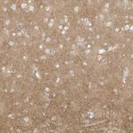 Arhgef9 Polyclonal Antibody