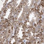 METTL8 Antibody in Immunohistochemistry (Paraffin) (IHC (P))