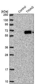 TINAG Antibody in Western Blot (WB)